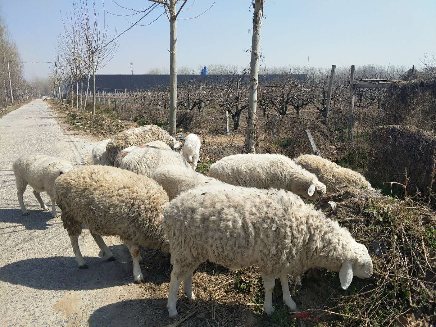 空之轨迹fc刷羊要几级_空之轨迹刷羊要怎么刷_轨迹系列怎么玩