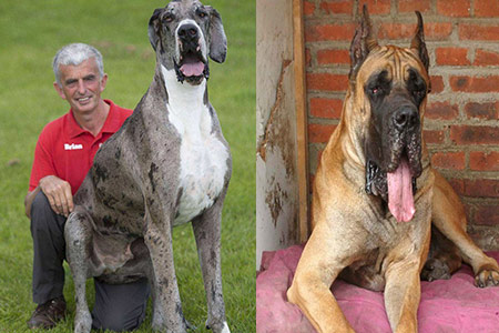 大丹犬攻击性强吗_大丹犬有攻击性吗_狗大丹犬