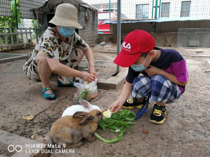 快乐的小兔游戏_小兔吃萝卜游戏_养小兔子游戏