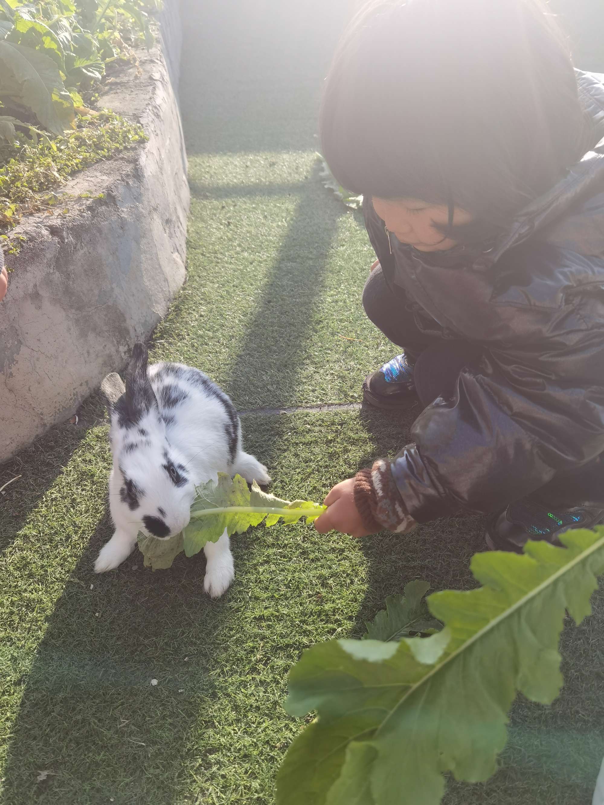 快乐的小兔游戏_养小兔子游戏_小兔吃萝卜游戏