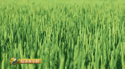 邪恶动态图片种子_邪恶种子动态图片大全_邪恶种子动态图片