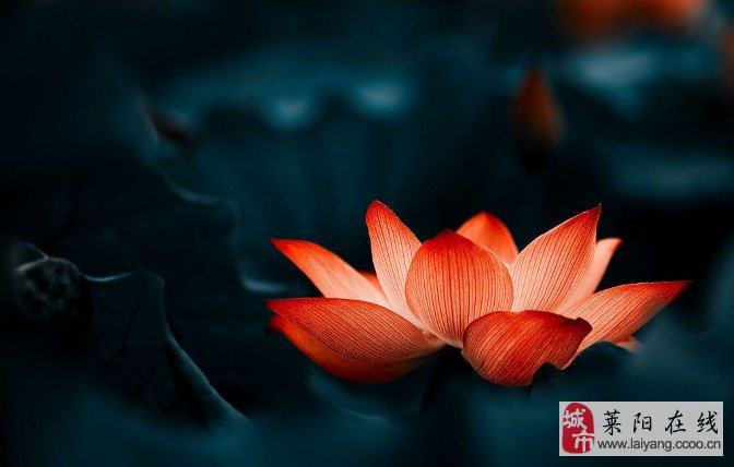 红莲焚天百度百科_红莲焚天等级划分_红莲焚天吧