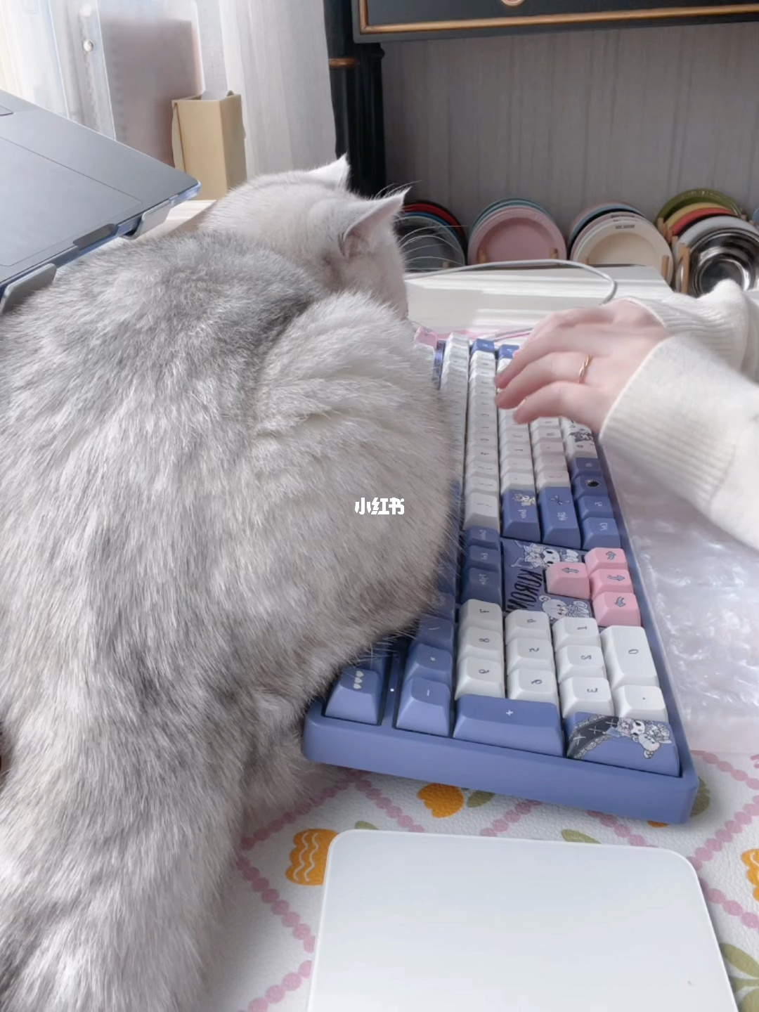 打字猫机器游戏怎么玩_打字猫gif_机器猫打字游戏