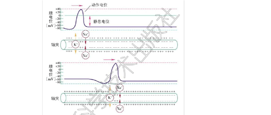 动作电位的时程_动作电位时程_动作电位时程缩短