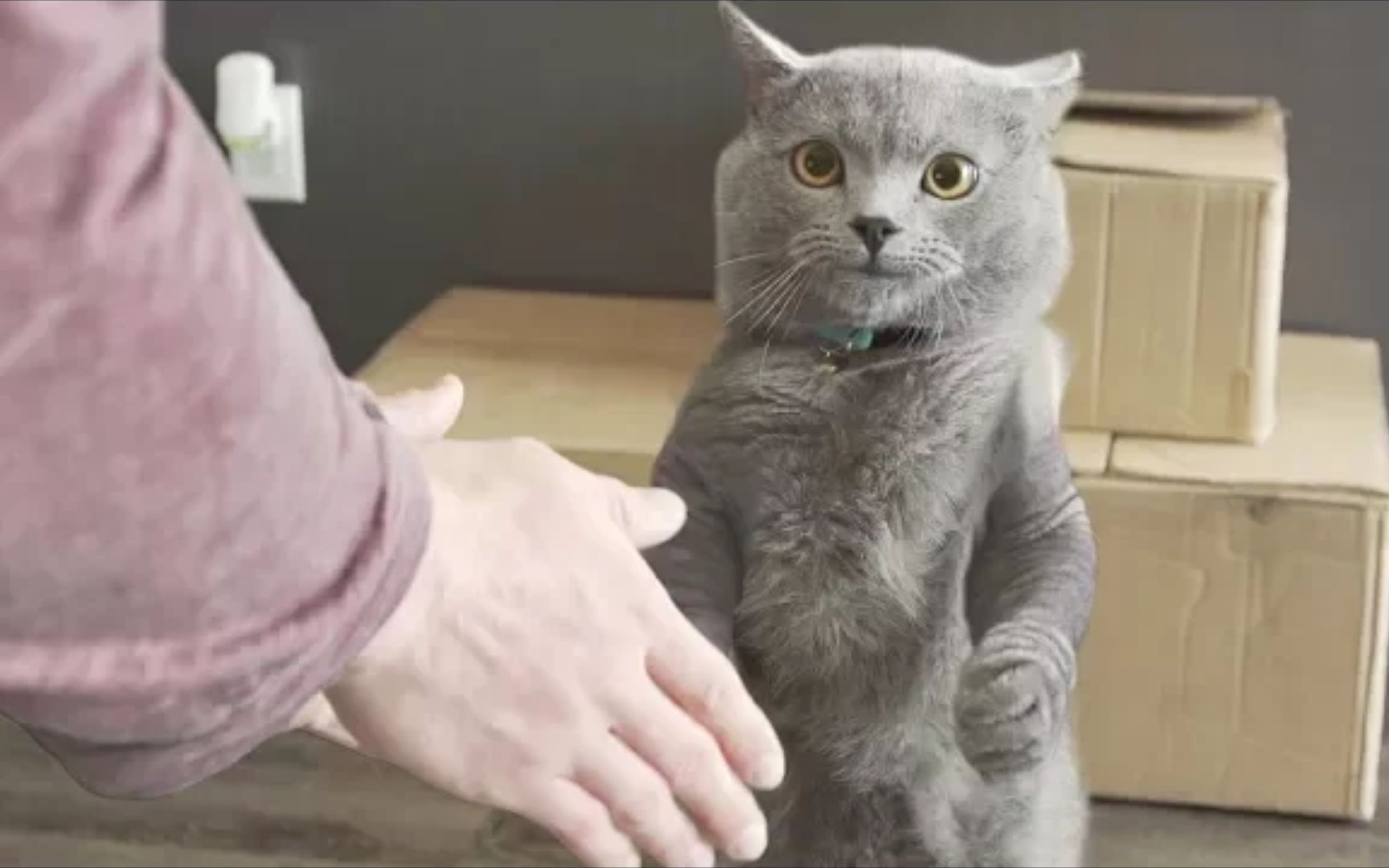 抚顺58同城英短猫_下载电视猫视频手机版_快猫短视频下载
