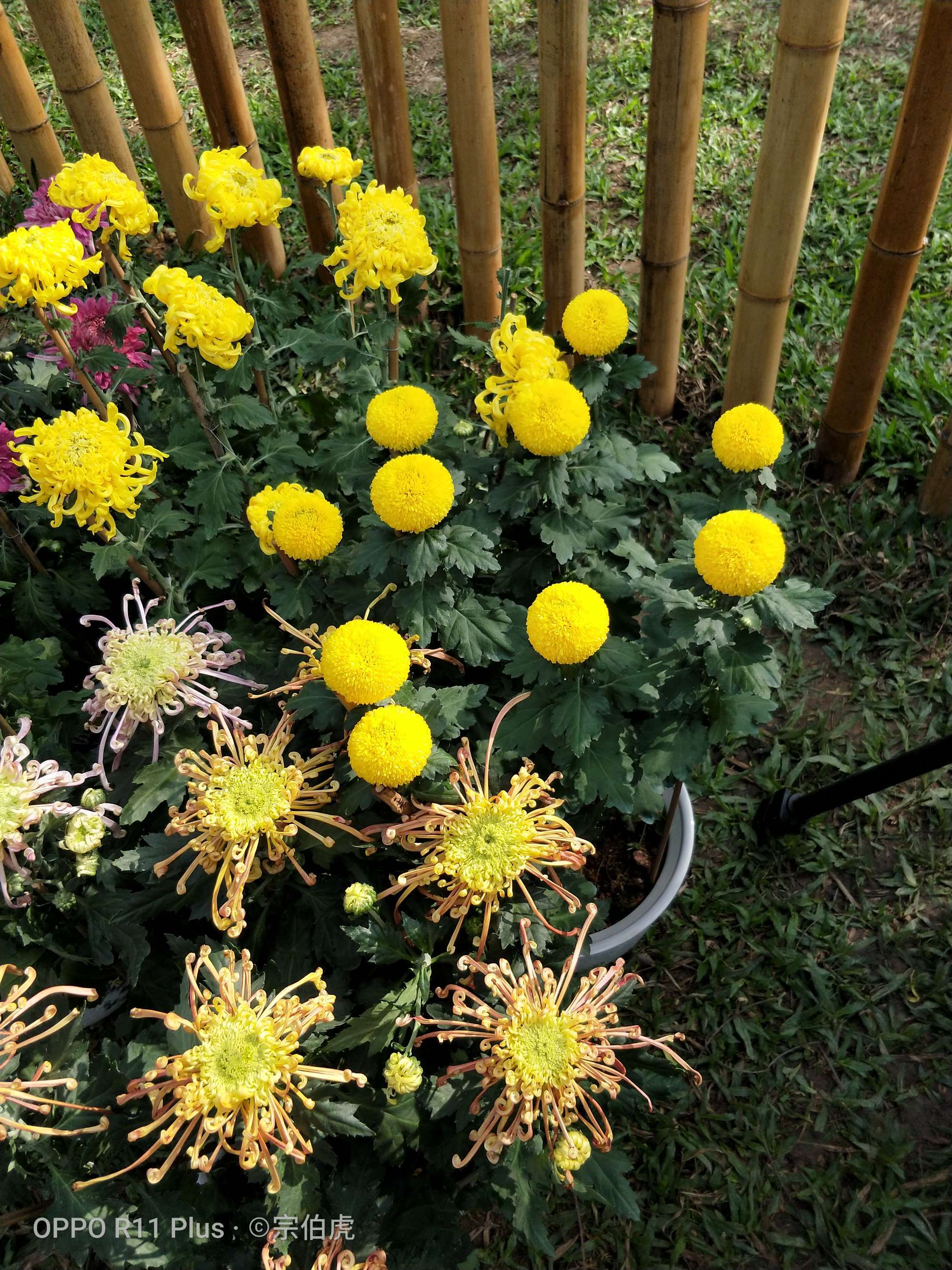 爆菊花视频_爆菊花视频_爆菊花视频