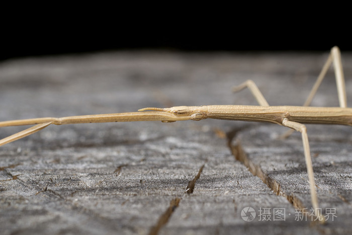 棍虫子的图片_虫棍_棍虫有毒吗