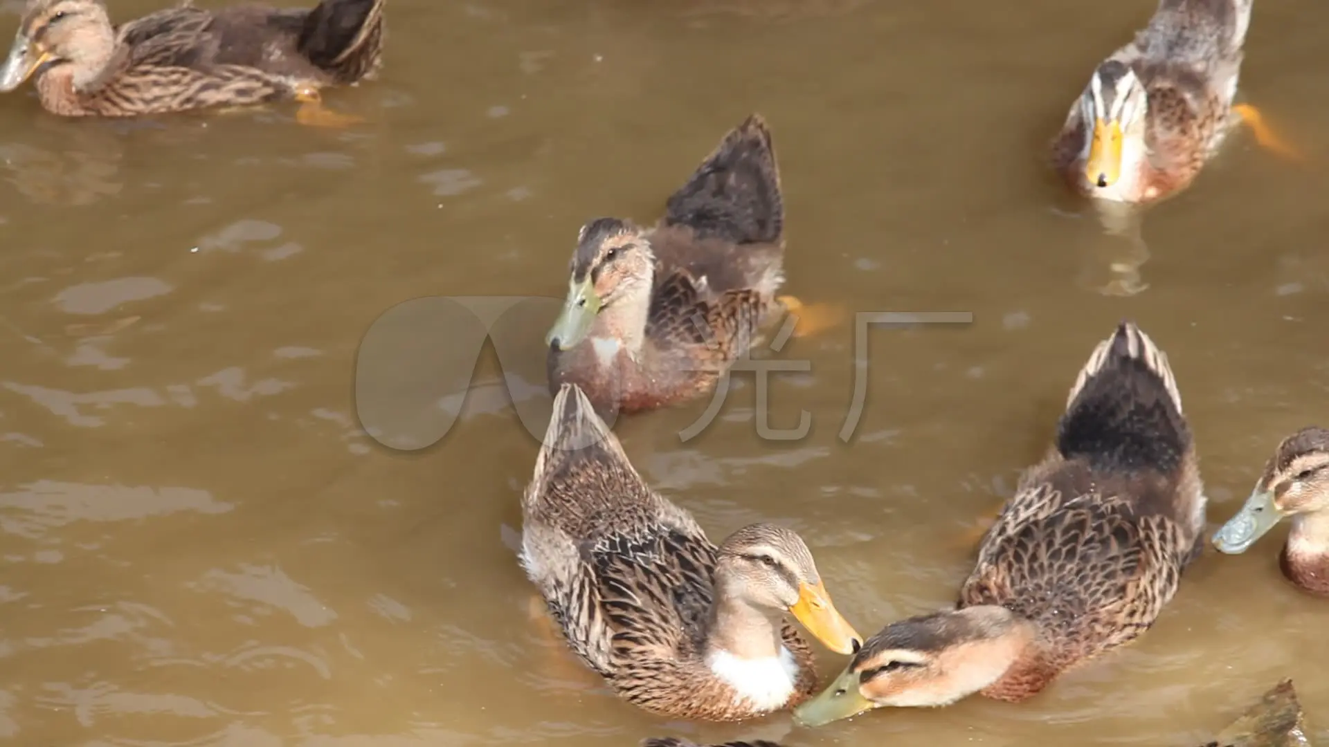 鳄鱼小顽皮找鸭子3下载_鸭子的视频儿歌视频_鸭子视频小鸭子