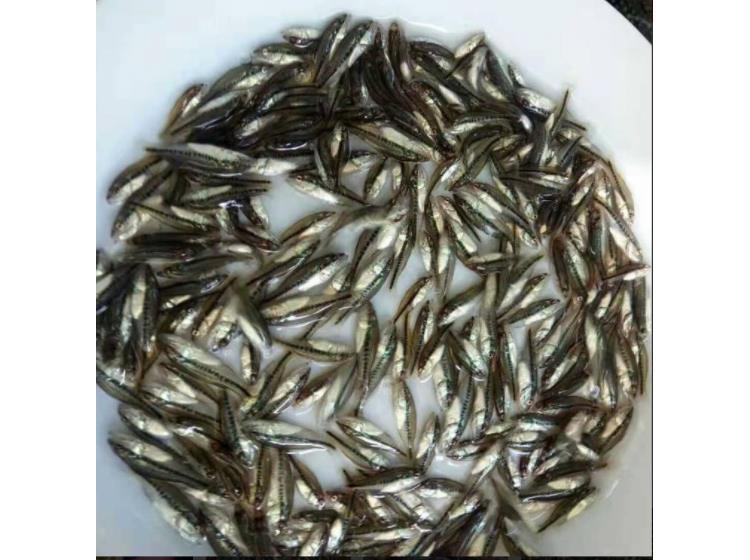 海鲈鱼和淡水鲈鱼图_鲈鱼苗图片_鲈鱼苗