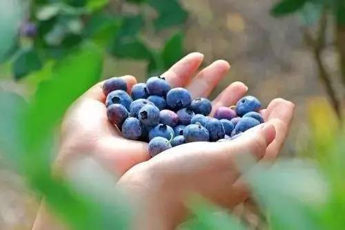 蓝莓冰沙怎么做_蓝莓冰沙图片_蓝莓冰沙