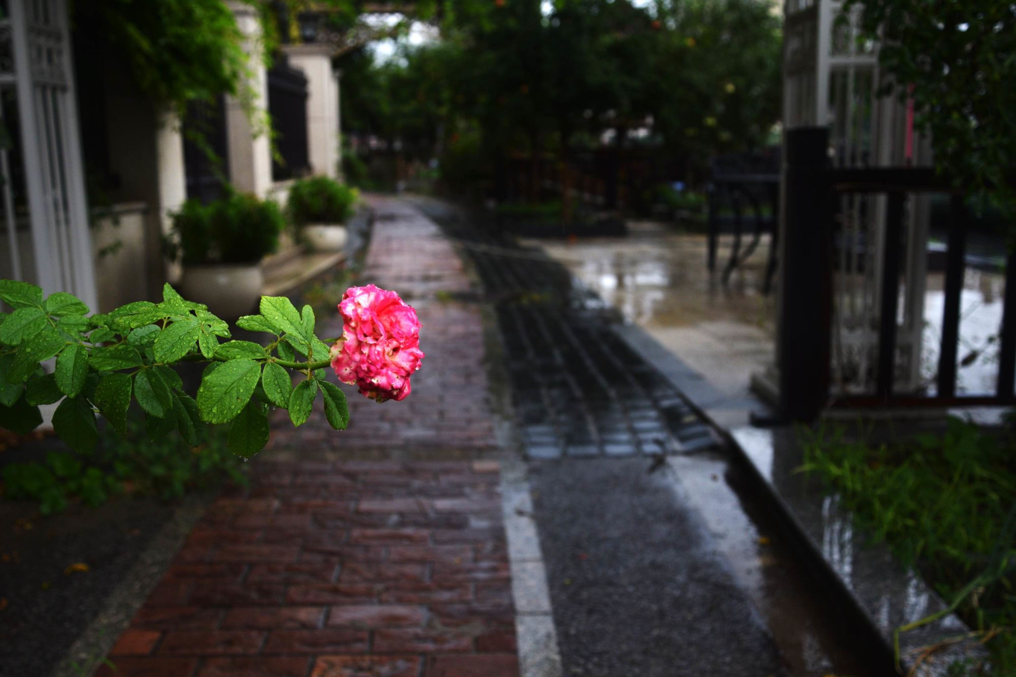 漫步雨中的图片_雨中漫步2_漫步雨中作文