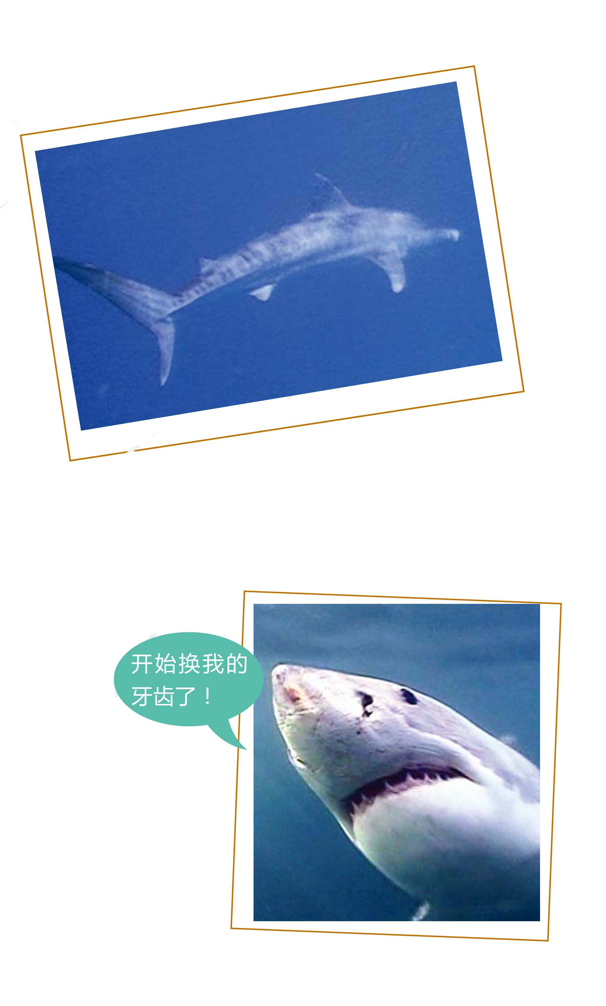 史前鲨鱼游戏视频_史前鲨鱼游戏4399_史前鲨鱼游戏