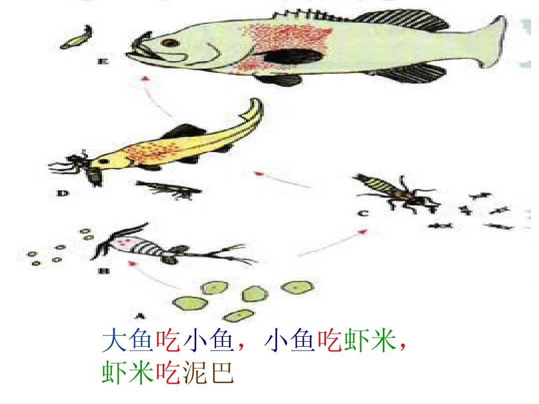 大鱼游戏_大鱼游戏盒子_大鱼游戏解说