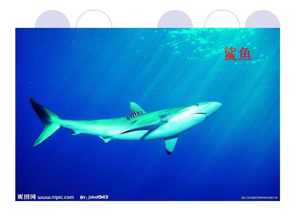 大鱼游戏_大鱼游戏解说_大鱼游戏盒子