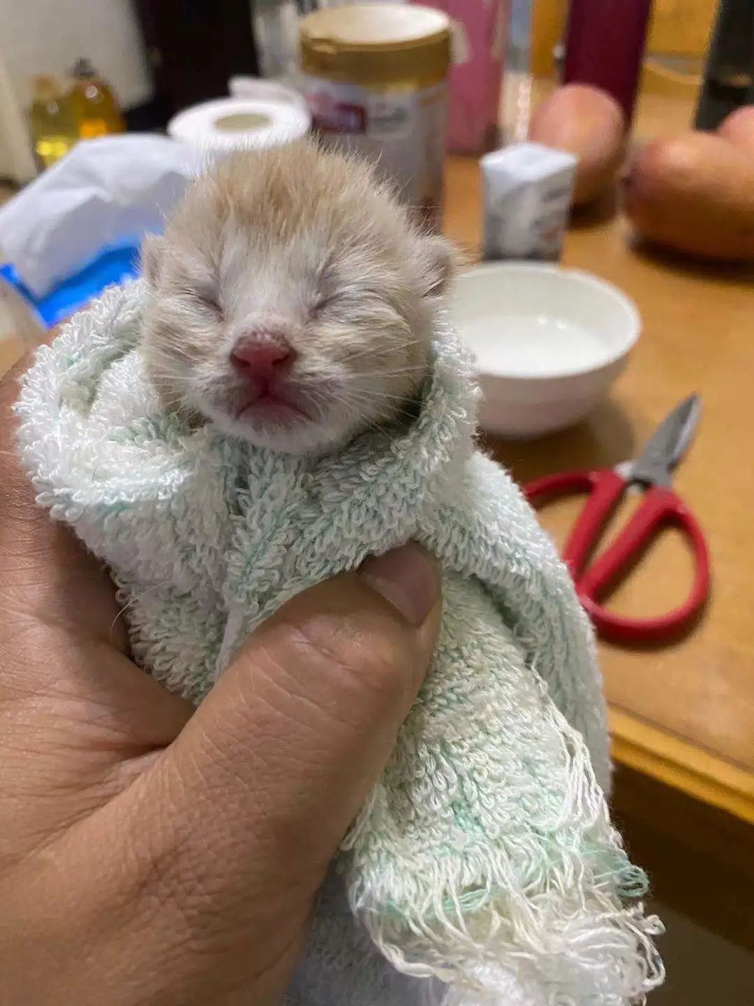 奶猫小便_小奶猫app_奶猫小橘猫