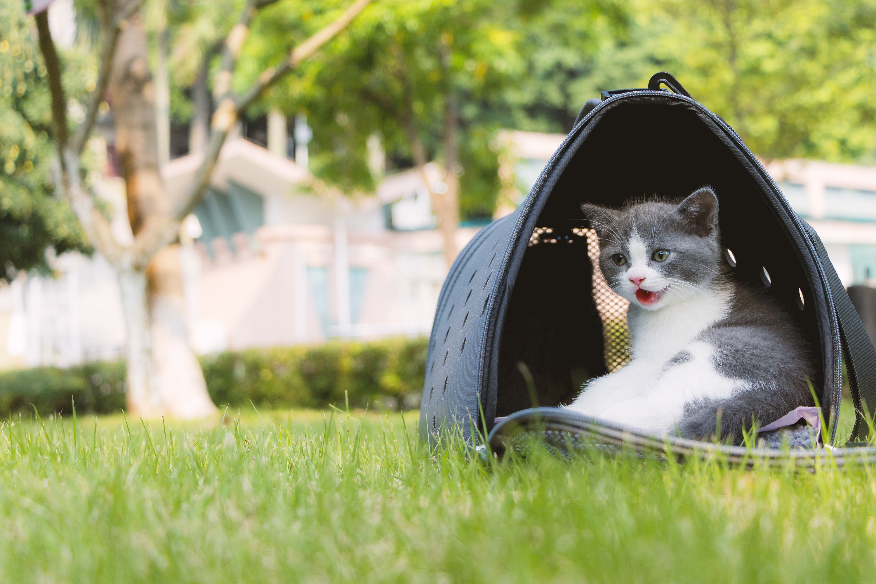 小奶猫app_奶猫小便_奶猫小橘猫