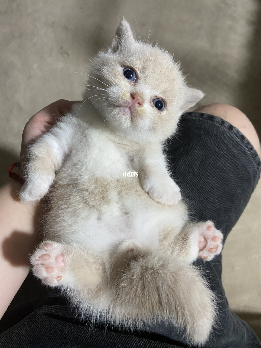 奶猫小便_奶猫小橘猫_小奶猫app