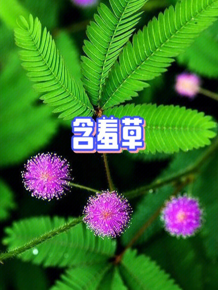 含羞草视频下载_含羞草视频下载_含羞草视频下载