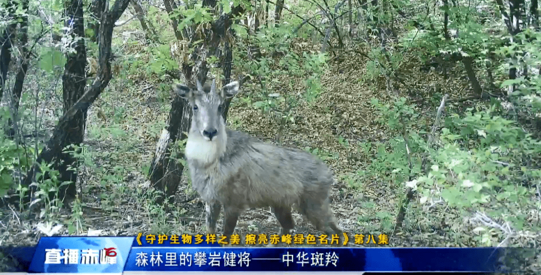 克洛洛森林_克洛洛森林试炼怎么过_森林克洛洛森林呀哈哈