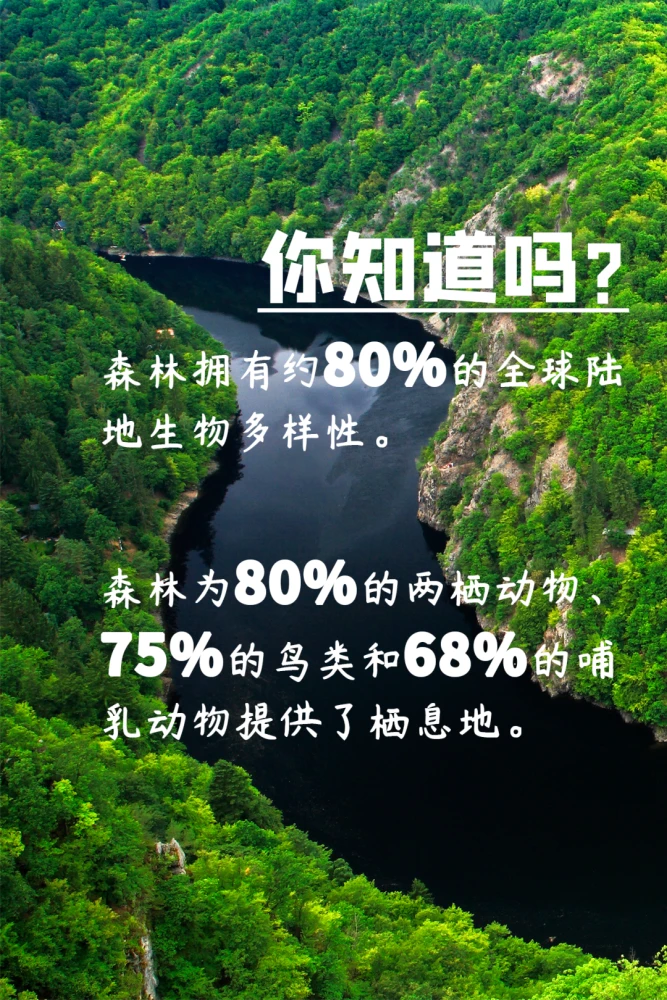 克洛洛森林_森林克洛洛森林呀哈哈_克洛洛森林试炼怎么过