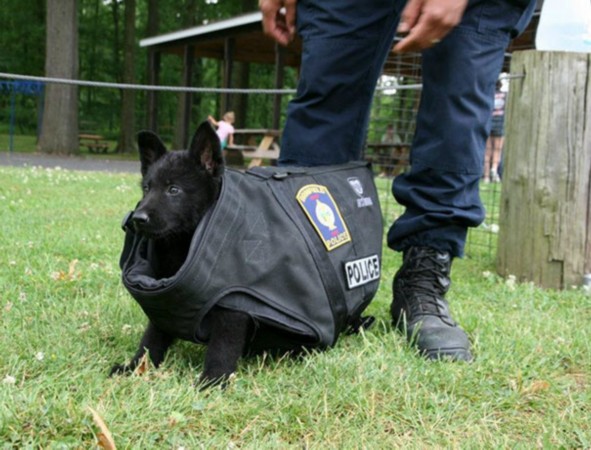 鹰犬_dnf鹰犬_鹰犬怎么打