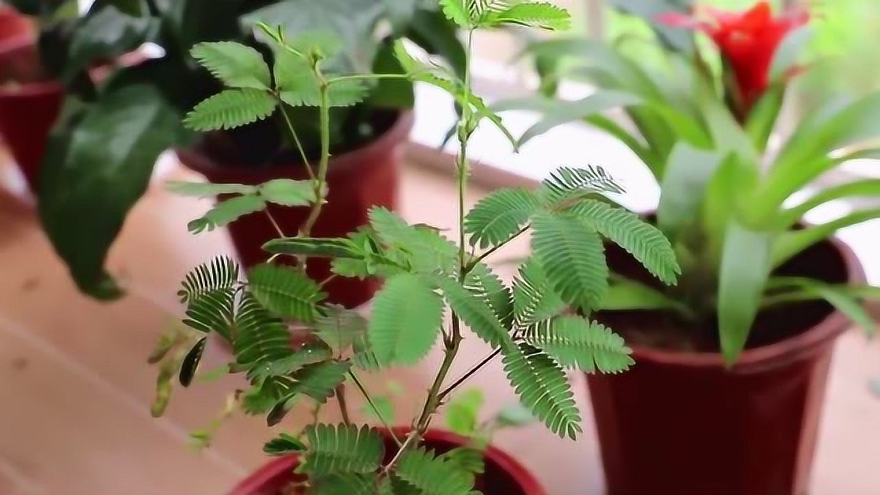 实验准备室管理制度_含羞草实验室直接入口一二三_含羞草实验实验