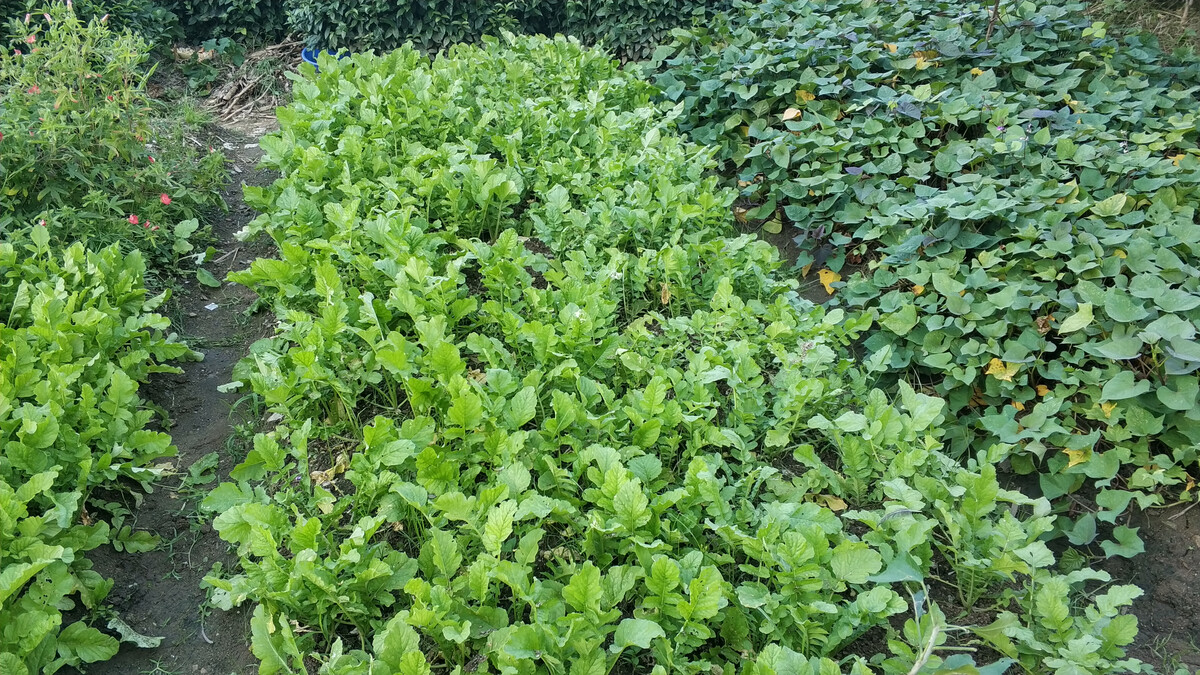 保卫菜园手机游戏攻略_保卫菜园手机游戏_保卫菜园手机游戏怎么玩