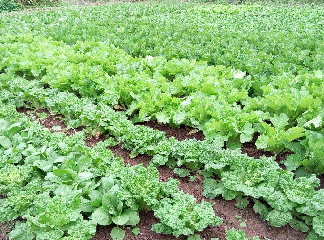 保卫菜园手机游戏怎么玩_保卫菜园手机游戏攻略_保卫菜园手机游戏