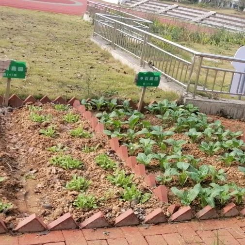 保卫菜园手机游戏怎么玩_保卫菜园手机游戏_保卫菜园手机游戏攻略