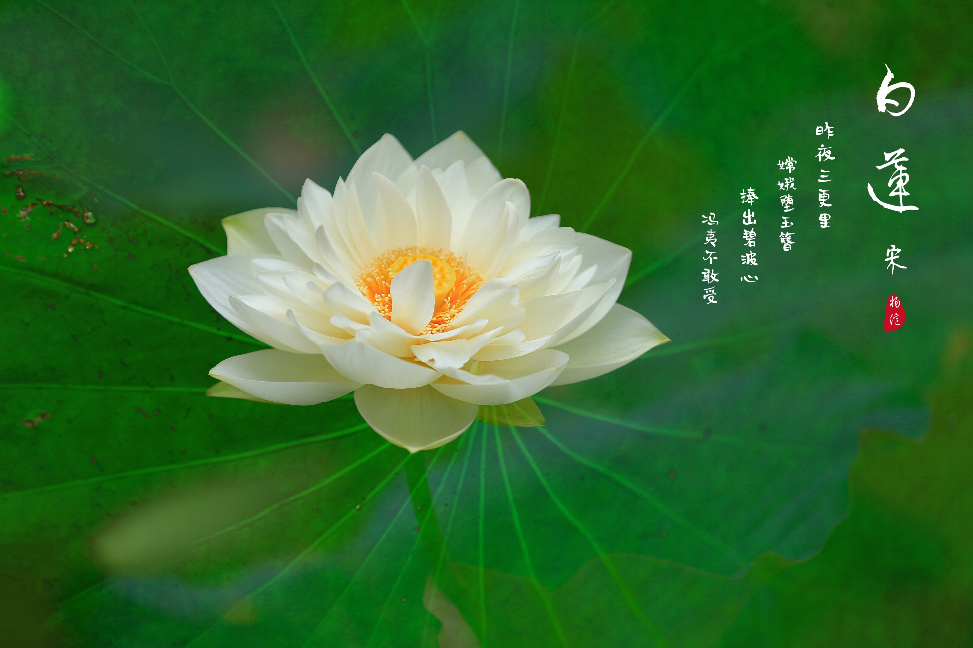 白瓢游戏手机_小瓢瓢猎人同人之回家_碧哥女朋友瓢瓢姐照片