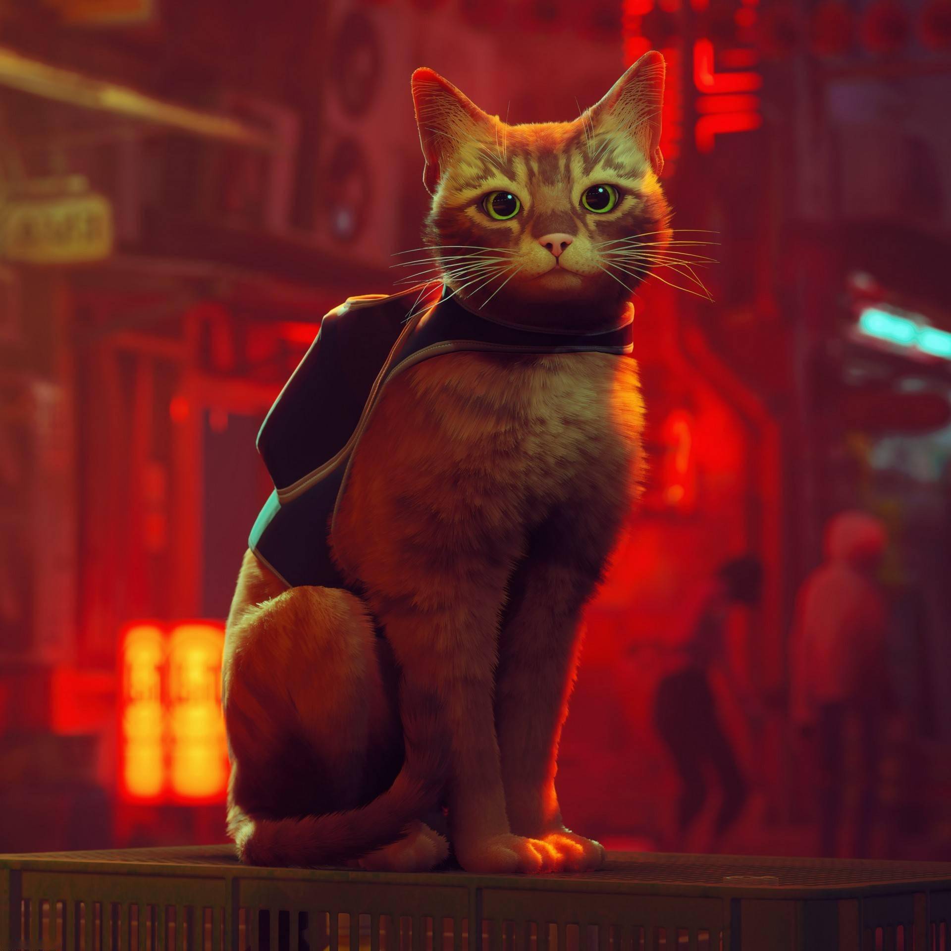 录屏猫玩手机游戏有影响吗_给猫玩的手机游戏录屏_录屏猫玩手机游戏怎么录