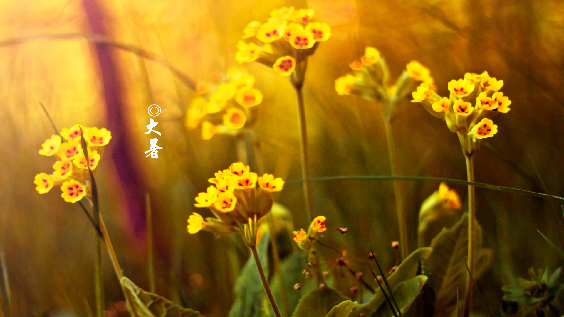 大暑节气的气候特征_大暑节气的特点和风俗_风俗节气大暑特点有哪些