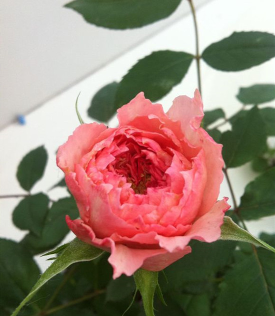 花开日出_日冕花开_花开日落
