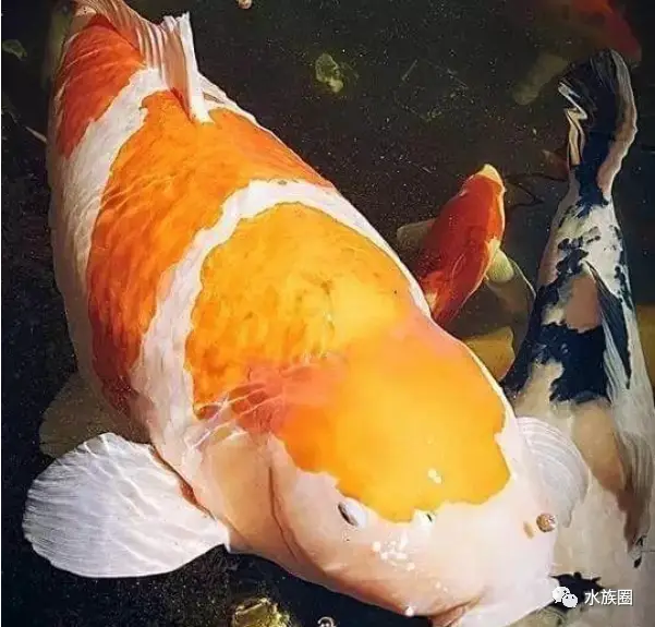 视频动物大型手机游戏_手机游戏动物_大型动物手机游戏视频