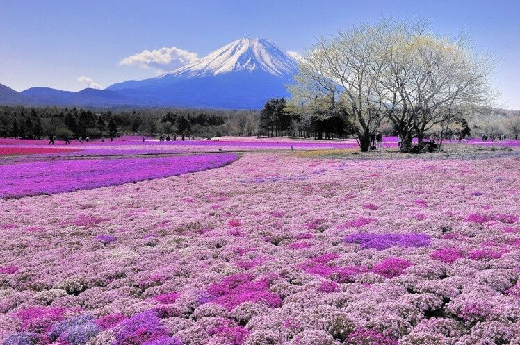 花凛_花凛_花凛