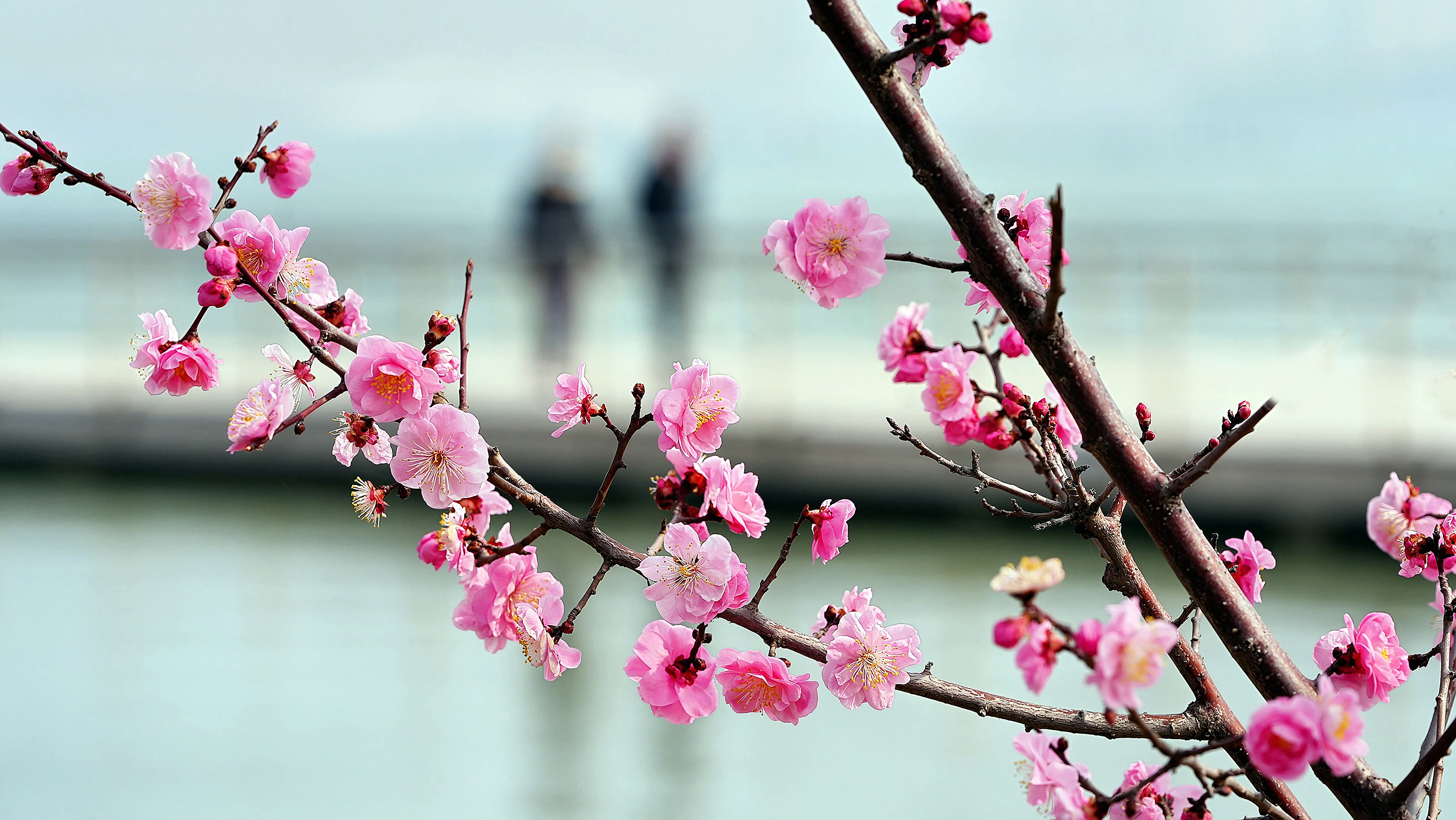 花凛_花凛_花凛