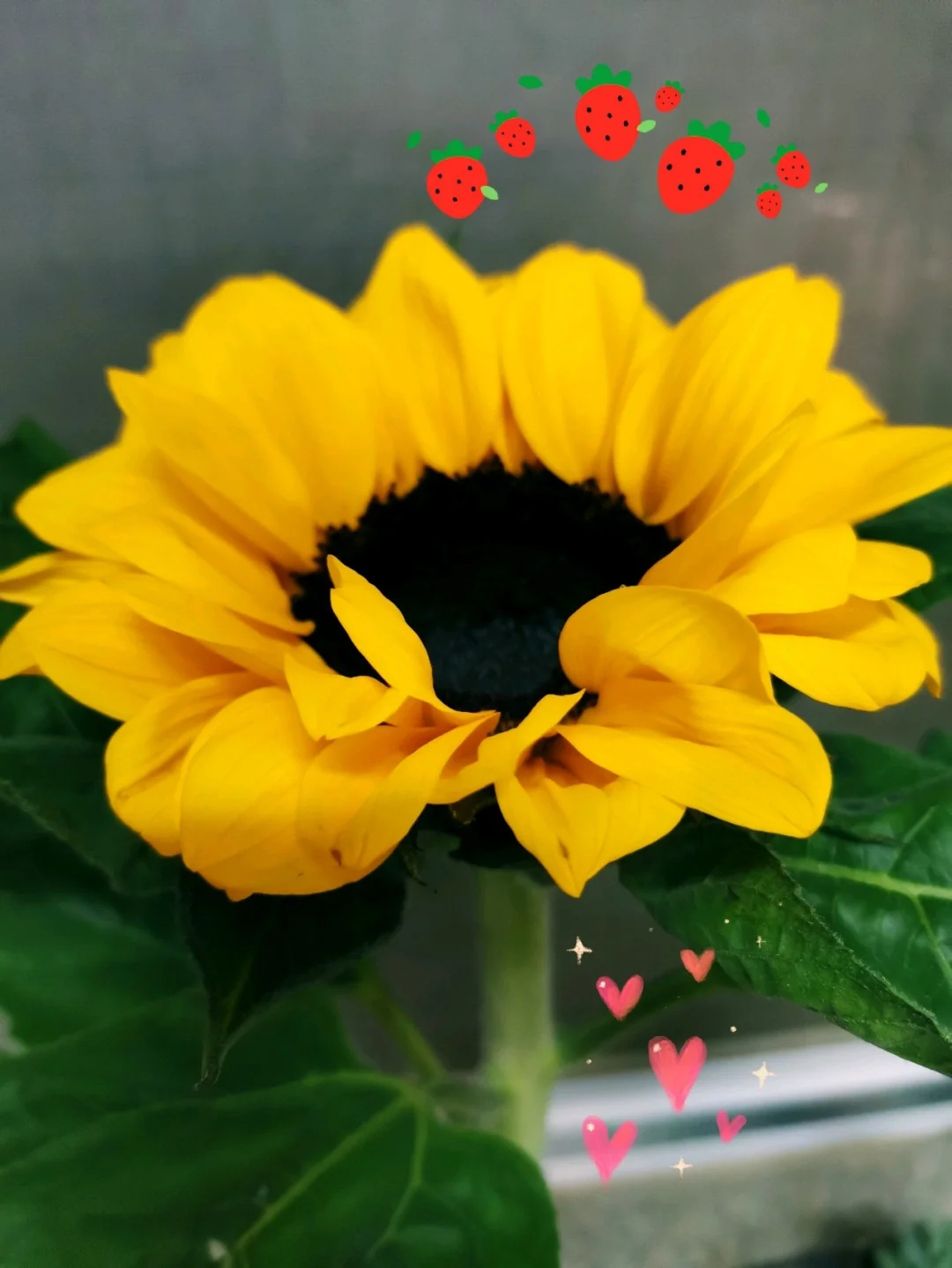 梨香木是什么木_香木梨的功效_高木友梨香