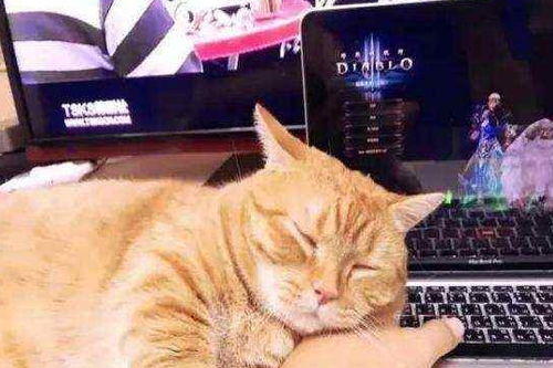 影视猫在线观看 