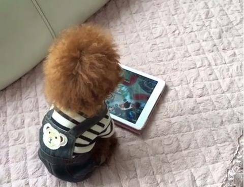 泰迪熊消消乐