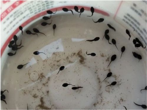 小蝌蚪影视免费版下载安装 